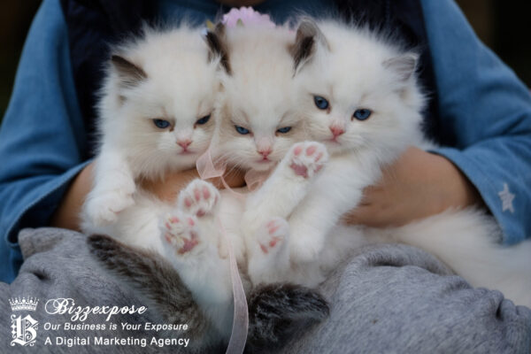 Animal shelter website